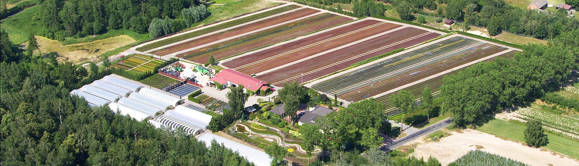Vivaio di piante di erica, produttore di piantine di piante di erica e azalee giapponesi - Polonia