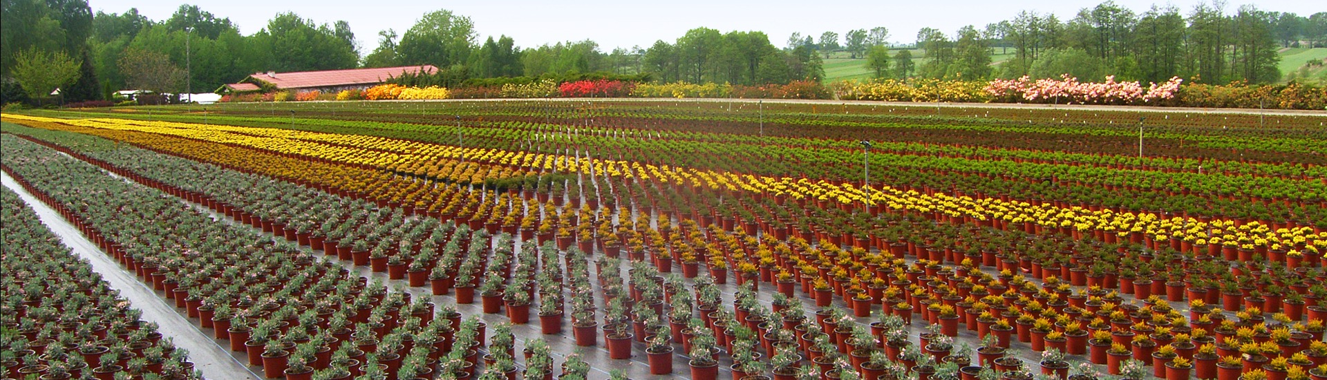 Vivaio di piante di erica, produttore di piantine di piante di erica e azalee giapponesi - Polonia