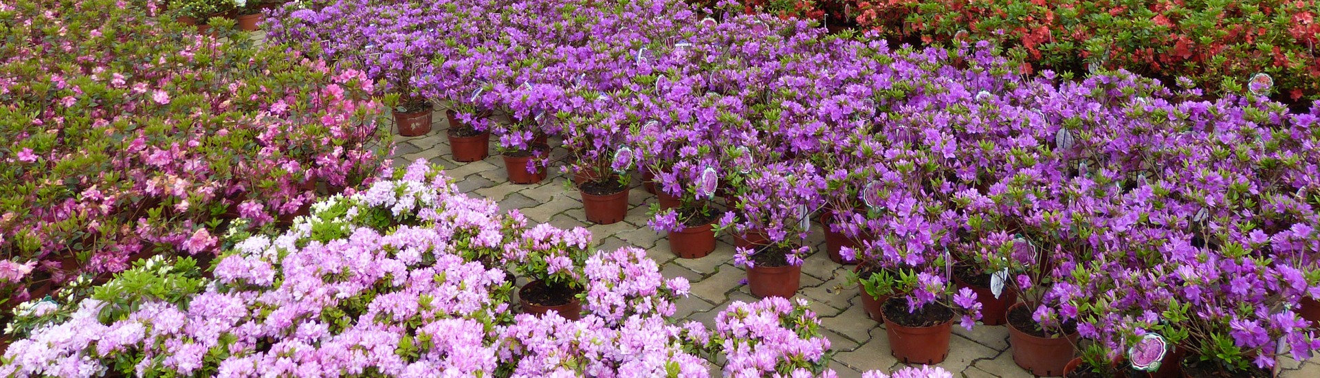 Vivaio di piante di erica, produttore di piantine di piante di erica e azalee giapponesi - Polonia