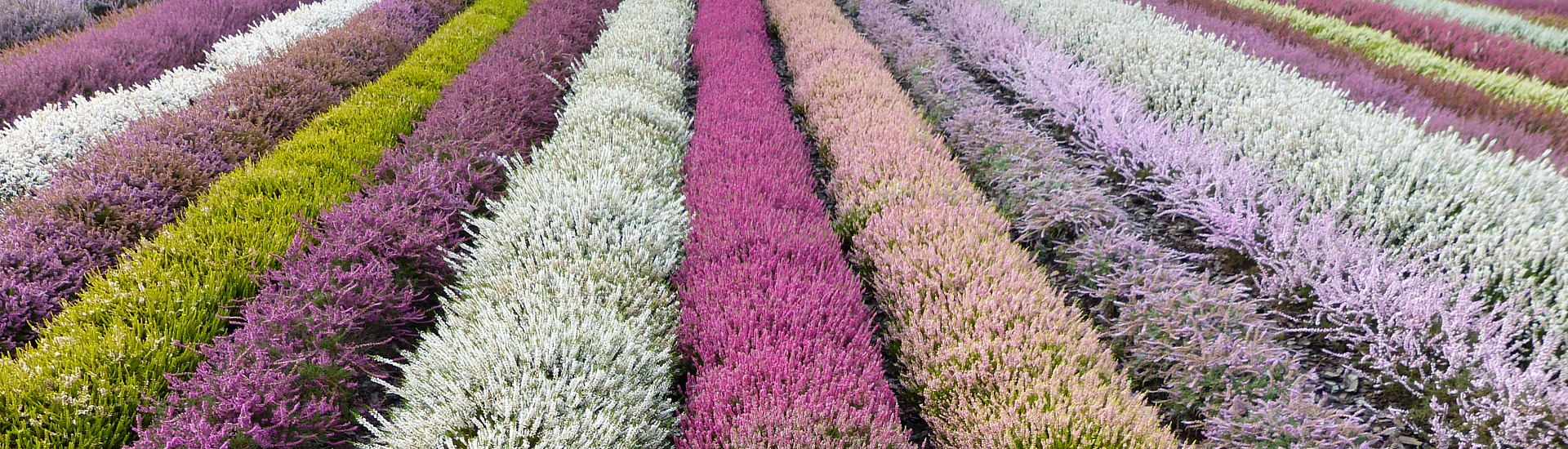 Vivaio di piante di erica, produttore di piantine di piante di erica e azalee giapponesi - Polonia
