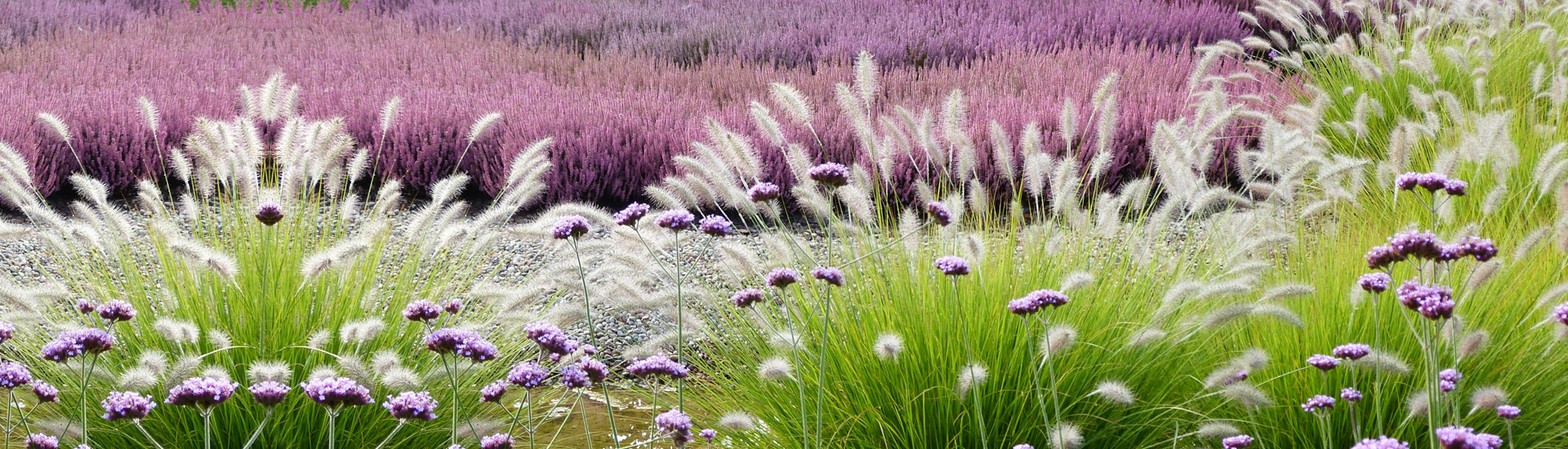 Vivaio di piante di erica, produttore di piantine di piante di erica e azalee giapponesi - Polonia